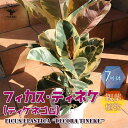 ゴムの木 観葉植物フィカス・ティネケ(ティネケゴム) ゴムの木の仲間【観葉植物 7号プラスチック鉢 ／1個売り】観葉植物 リビング オフィス 事務所 インテリア 大型 おしゃれ オシャレ 育てやすい 御祝 お祝い プレゼント 観葉植物