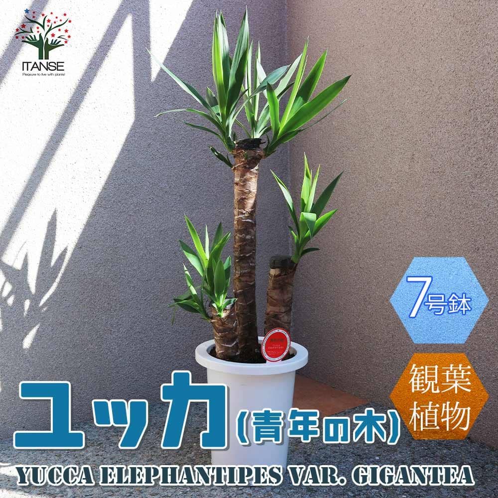 ユッカ 【送料無料】観葉植物ユッカ(青年の木)【観葉植物 7号プラスチック鉢 ／1個売り】観葉植物 リビング オフィス 事務所 インテリア 大型 おしゃれ オシャレ 育てやすい 御祝 お祝い 新築祝い プレゼント 観葉植物