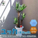 ユッカ 【マラソン中★ポイントUP】観葉植物ユッカ(青年の木)【観葉植物 7号プラスチック鉢 ／1個売り】観葉植物 リビング オフィス 事務所 インテリア 大型 おしゃれ オシャレ 育てやすい 御祝 お祝い 新築祝い プレゼント 観葉植物