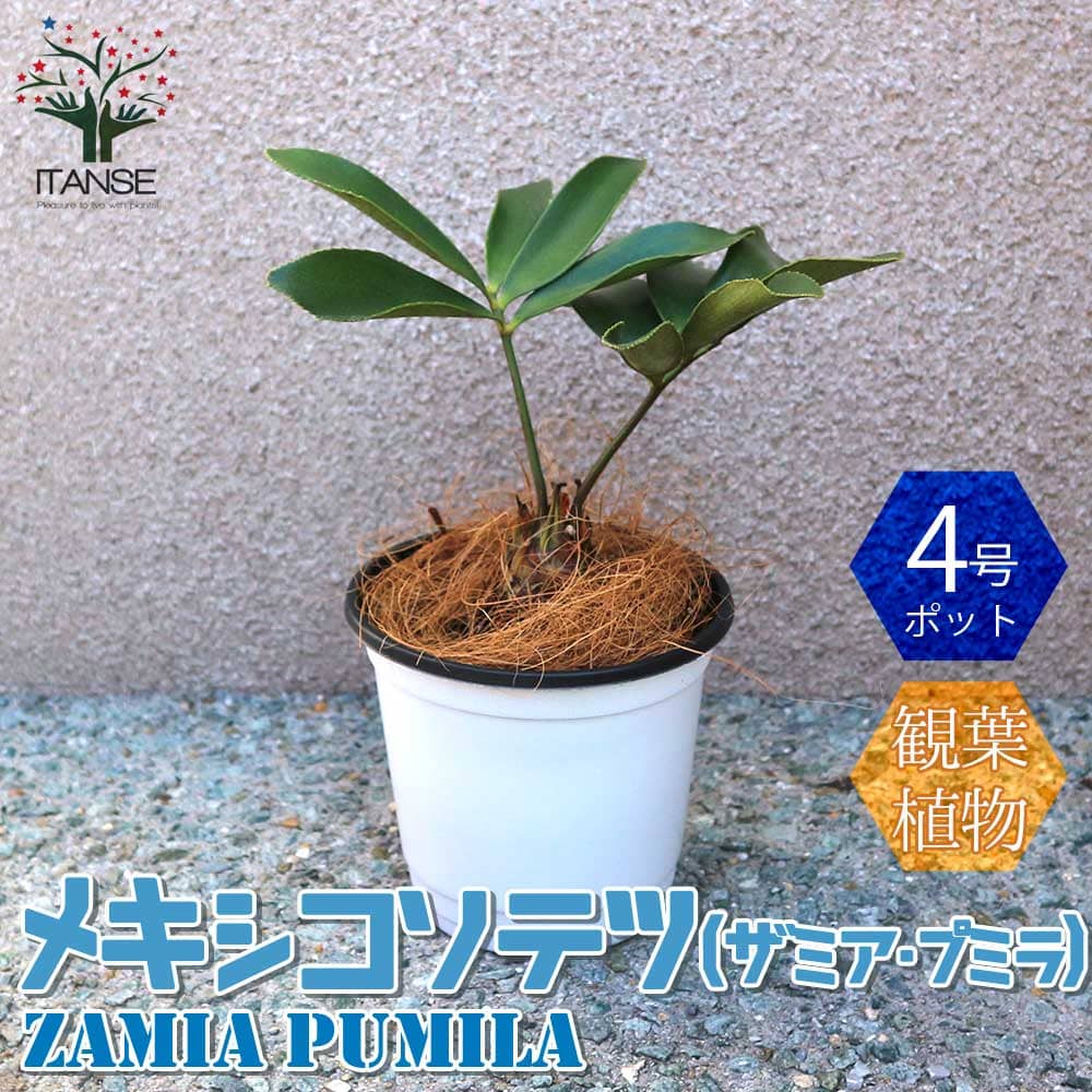 ソテツ 【送料無料】メキシコソテツ(ザミア・プミラ)【観葉植物 12cmポット ／1個売り】観葉植物 リビング オフィス 事務所 インテリア 大型 おしゃれ オシャレ 育てやすい 御祝 お祝い 新築祝い プレゼント