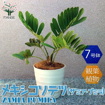 【送料無料】 メキシコソテツ(ザミア・プミラ)【観葉植物 7号プラスチック鉢 /1個売り】観葉植物 リビング オフィス 事務所 インテリア 大型 おしゃれ オシャレ 育てやすい 御祝 お祝い 新築祝い プレゼント