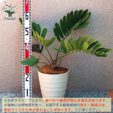 【送料無料】 メキシコソテツ(ザミア・プミラ)【観葉植物 7号プラスチック鉢 /1個売り】観葉植物 リビング オフィス 事務所 インテリア 大型 おしゃれ オシャレ 育てやすい 御祝 お祝い 新築祝い プレゼント