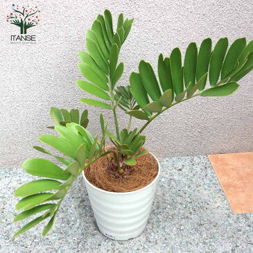 【送料無料】 メキシコソテツ(ザミア・プミラ)【観葉植物 7号プラスチック鉢 /1個売り】観葉植物 リビング オフィス 事務所 インテリア 大型 おしゃれ オシャレ 育てやすい 御祝 お祝い 新築祝い プレゼント