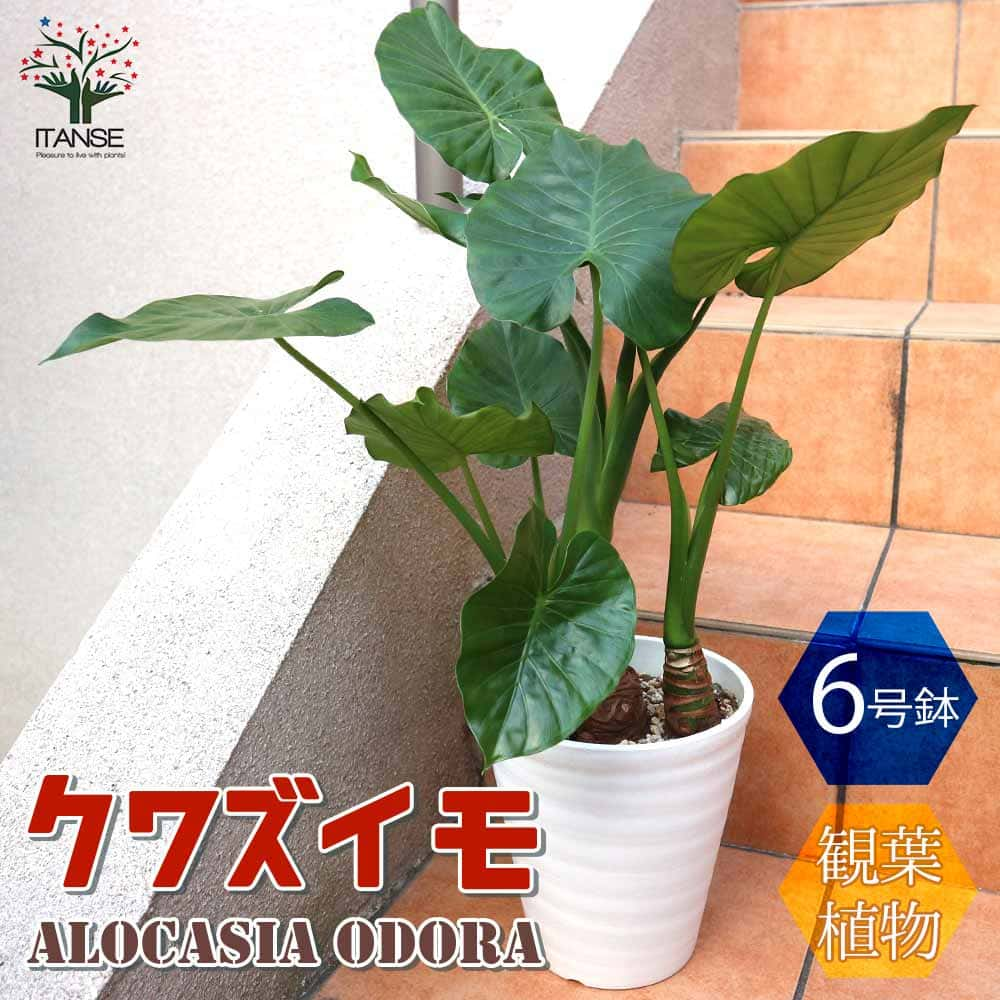 クワズイモ 【送料無料】観葉植物 クワズイモ【観葉植物 6号ポット ／1個売り】観葉植物 リビング オフィス 事務所 インテリア 大型 おしゃれ オシャレ 育てやすい 御祝 お祝い 新築祝い プレゼント