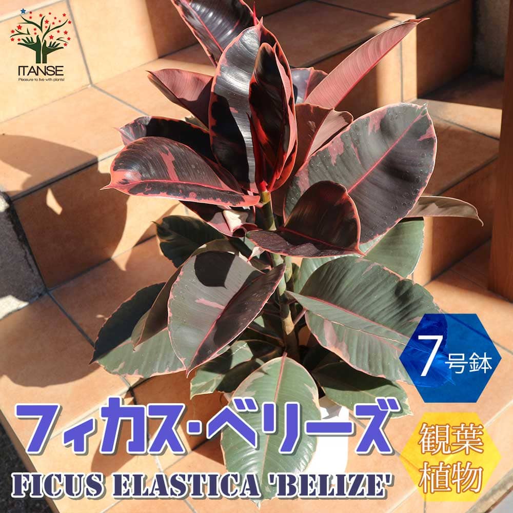 【マラソン中★ポイントUP】観葉植物 フィカス ベリーズ ゴムの木の仲間 中型【観葉植物 7号プラスチック鉢 ／1個売り】観葉植物 リビング オフィス 事務所 インテリア 大型 おしゃれ オシャレ 育てやすい 御祝 お祝い 新築祝い プレゼント