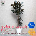 フィカス（ゴム） 【送料無料】観葉植物 フィカス・エラスティカ・メラニー(ゴムの木の仲間)【観葉植物 中型 7号プラスチック鉢 ／1個売り】観葉植物 リビング オフィス 事務所 インテリア 大型 おしゃれ オシャレ 育てやすい 御祝 お祝い プレゼント