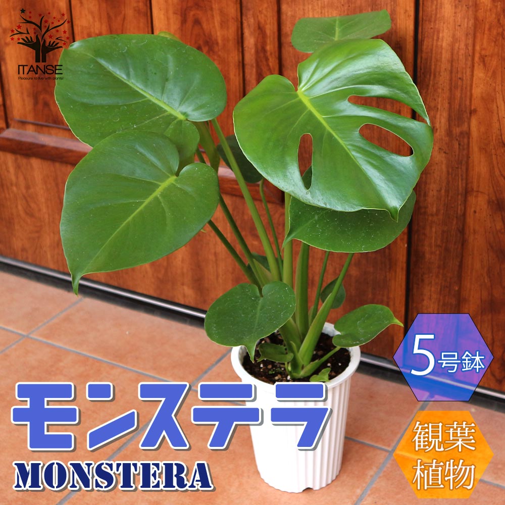 モンステラ 【マラソン中★ポイントUP】モンステラ 観葉植物【観葉植物 5号プラスチック鉢 ／1個売り】観葉植物 リビング オフィス 事務所 インテリア 大型 おしゃれ オシャレ 育てやすい 御祝 お祝い プレゼント green 植物のある暮らし サスティナブル