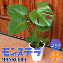 モンステラ モンステラ 観葉植物【観葉植物 5号プラスチック鉢 ／1個売り】観葉植物 リビング オフィス 事務所 インテリア 大型 おしゃれ オシャレ 育てやすい 御祝 お祝い プレゼント green 植物のある暮らし サスティナブル