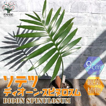 【送料無料】ソテツ・ディオーン・スピヌロスム 観葉植物【観葉植物 9cm鉢 実生苗/1個売り】観葉植物 リビング オフィス 事務所 インテリア 大型 おしゃれ オシャレ 育てやすい 御祝 お祝い 新築祝い プレゼント green 植物のある暮らし