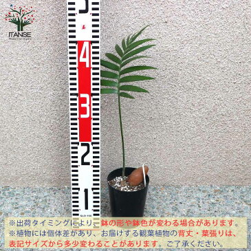 【送料無料】ソテツ・ディオーン・スピヌロスム 観葉植物【観葉植物 9cm鉢 実生苗/1個売り】観葉植物 リビング オフィス 事務所 インテリア 大型 おしゃれ オシャレ 育てやすい 御祝 お祝い 新築祝い プレゼント green 植物のある暮らし