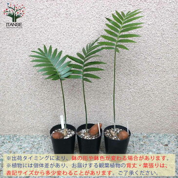 【送料無料】ソテツ・ディオーン・スピヌロスム 観葉植物【観葉植物 9cm鉢 実生苗/1個売り】観葉植物 リビング オフィス 事務所 インテリア 大型 おしゃれ オシャレ 育てやすい 御祝 お祝い 新築祝い プレゼント green 植物のある暮らし