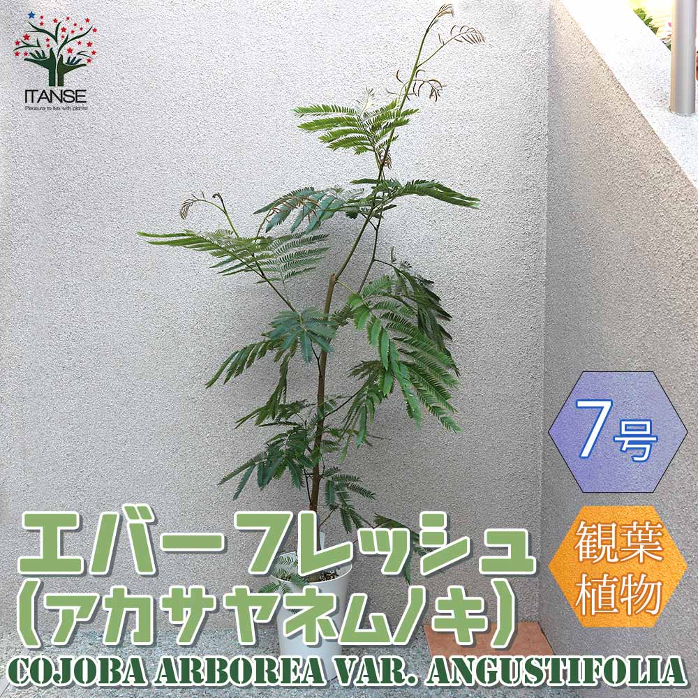 エバーフレッシュ 【送料無料】観葉植物 エバーフレッシュ(アカサヤネムノキ) リビングやオフィスの窓辺向きサイズ【観葉植物 大型 7号プラスチック鉢 ／1個売り】観葉植物 リビング オフィス インテリア 大型 おしゃれ 育てやすい お祝い プレゼント