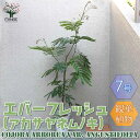 エバーフレッシュ 観葉植物 エバーフレッシュ(アカサヤネムノキ) リビングやオフィスの窓辺向きサイズ【観葉植物 大型 7号プラスチック鉢 ／1個売り】観葉植物 リビング オフィス インテリア 大型 おしゃれ 育てやすい お祝い プレゼント