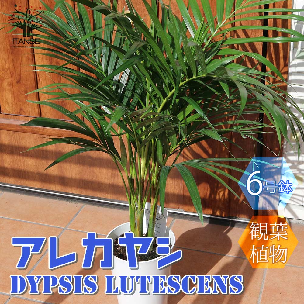 アレカヤシ 観葉植物 【マラソン中★ポイントUP】アレカヤシ【観葉植物 ポットサイズ ／1個売り】リビング オフィス 事務所 インテリア 大型 おしゃれ オシャレ 育てやすい 御祝 お祝い 新築祝い プレゼント ボタニカルライフ green