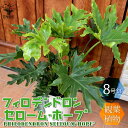 【マラソン中★ポイントUP】フィロデンドロン セローム ホープ 大型【観葉植物 8号プラスチック鉢 ／1個売り】リビング オフィス 事務所 インテリア 大型 おしゃれ オシャレ 育てやすい 御祝 お祝い 新築祝い プレゼント