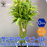 鉢植え 観葉植物 プランター 簡単栽培 植木 庭植え 庭木 花 観葉植物 観賞 植物 幸福 ガーデニング 通販 販売店 デザイン 植育 観葉植物 あす楽 送料無料 ドラセナ サンデリアーナ ゴールド ラッキーバンブー サンデリアーナゴールド 観葉植物 大型 10号 鉢植え 観葉植物 プランター 簡単栽培 植木 庭植え 庭木 花 観葉植物 観賞 植物 幸福 ガーデニング 通販 販売店 デザイン 植育 観葉植物 あす楽 送料無料 ドラセナ サンデリアーナ ゴールド ラッキーバンブー サンデリアーナゴールド 観葉植物 大型 10号