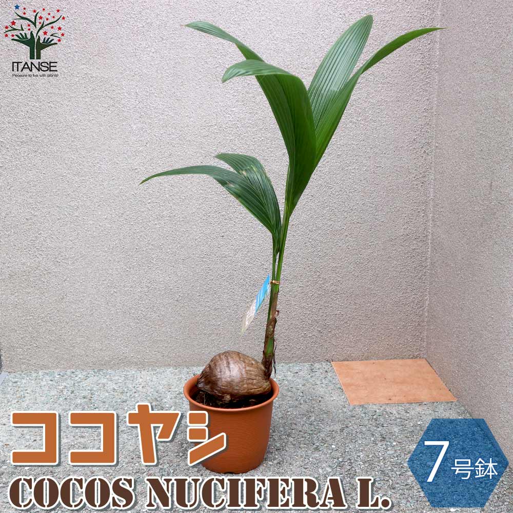 ヤシ 【マラソン中★ポイントUP】ココヤシ【観葉植物 7号プラスチック鉢 ／1個売り】椰子 ココナッツ リビング オフィス 事務所 南国植物