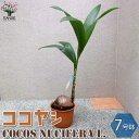 【マラソン中★ポイントUP】ココヤシ【観葉植物 7号プラスチック鉢 ／1個売り】椰子 ココナッツ リビング オフィス 事務所 南国植物