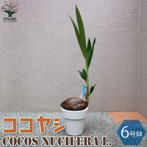 ココヤシ オールラウンドポット【観葉植物 6号プラスチック鉢 ／1個売り】椰子 ココナッツ リビング オフィス 事務所 南国植物