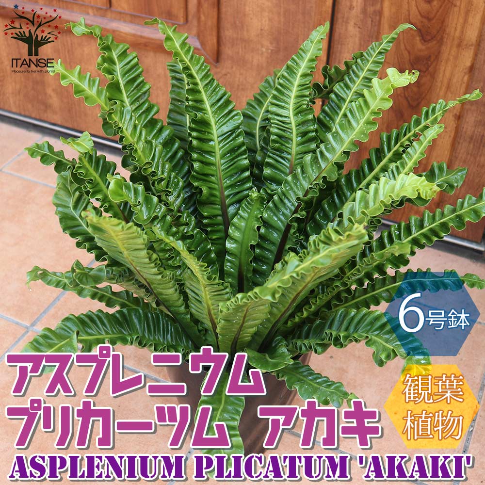 【送料無料】アスプレニウム プリカーツム・アカキ【観葉植物 6号プラスチック鉢／1個売り】リビング オフィス 事務所 インテリア 大型 おしゃれ ボタニカルライフ