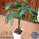 【P2倍★マラソン期間中】パキラ編み リビングやオフィス向きサイズ【観葉植物 スクエア5号鉢 /1個売り】 記念樹 花苗 花木 植木 庭木 草花苗 ガーデニング...