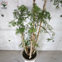 ガーデニング 庭木 植木 簡単栽培 鉢植え 庭植え プランター 観葉植物 観賞 紅葉 植物 8号鉢 通販 販売店 デザイン 植育 観葉植物 あす楽 送料無料 リビングやオフィス向きサイズ タイワンモミジ 観葉植物 8号鉢 1個売り タイワンモミジ 台湾もみじ 紅葉 観葉植物 ガーデニング 庭木 植木 簡単栽培 鉢植え 庭植え プランター 観葉植物 観賞 紅葉 植物 8号鉢 通販 販売店 デザイン 植育 観葉植物 あす楽 送料無料 リビングやオフィス向きサイズ タイワンモミジ 観葉植物 8号鉢 1個売り タイワンモミジ 台湾もみじ 紅葉 観葉植物