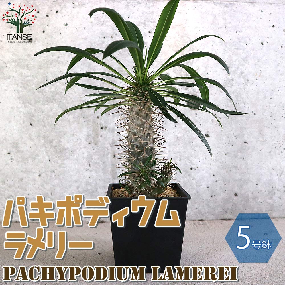 楽天市場】グラキリス(サイズ(植木鉢)4 ~ 6号)の通販 楽天市場】グラキリス(サイズ(植木鉢)4 ~ 6号)の通販