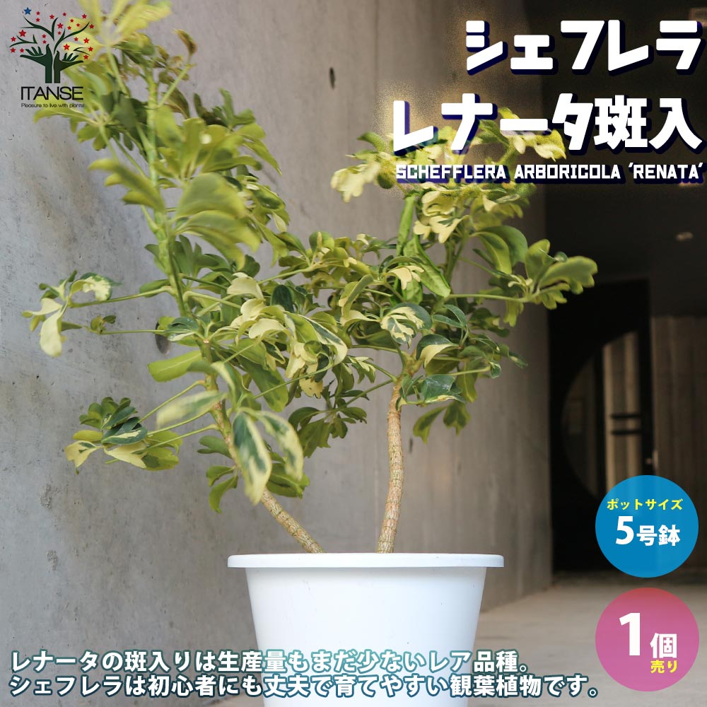 楽天市場】観葉植物 シェフレラ レナータの通販 楽天市場】観葉植物 シェフレラ レナータの通販