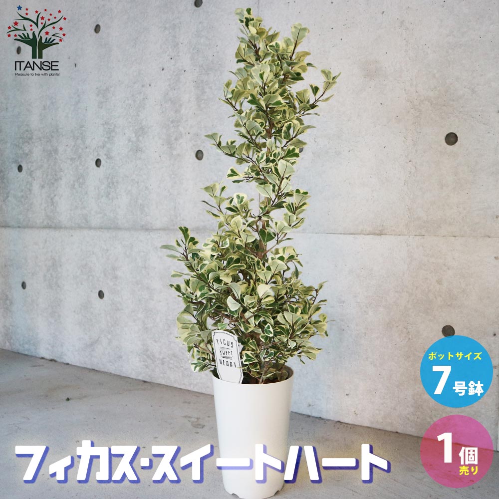 楽天市場】送料無料(種類(植物)フィカス・トライアンギュラ 楽天市場】送料無料(種類(植物)フィカス・トライアンギュラ