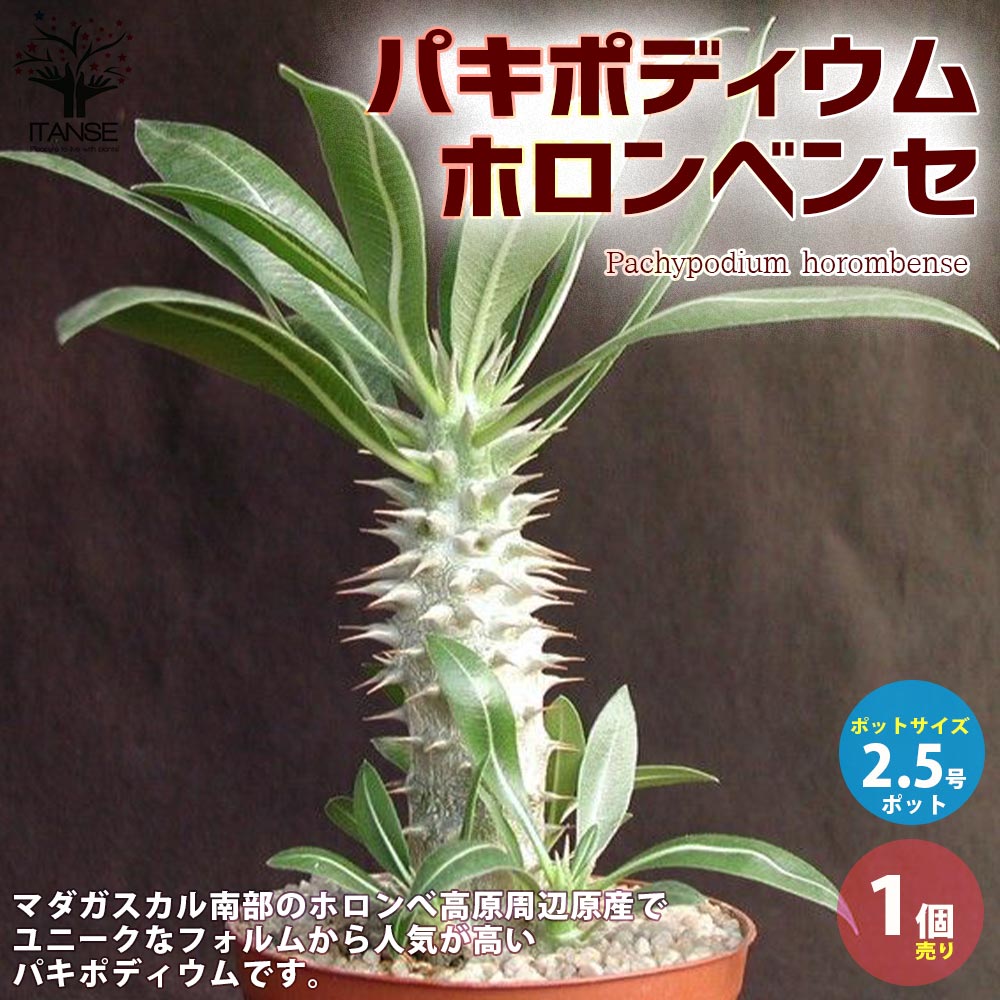 パキポディウム ホロンベンセ根塊植物 コーデックス キョウチクトウ 観葉植物 リビング オフィス