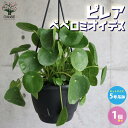 【P2倍★マラソン期間中】ピレア・ペペロミオイデス【観葉植物 5号吊鉢 リビングやオフィスに置きやすいサイズ/1個売り】カラーリーフ 園芸品種 花木 花苗 木 ...
