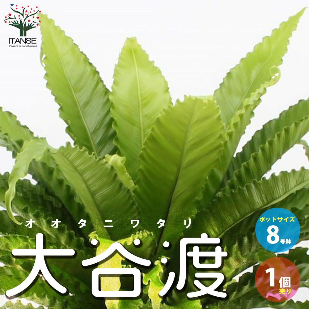 シダ 【送料無料】オオタニワタリ(大谷渡)【観葉植物 8号鉢 リビングやオフィスに置きやすいサイズ／1個売り】Bird's nest fern 鳥の巣シダ ガーデニング 事務所 インテリア