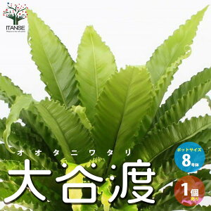 ڥޥ饽ݥUPۥ˥勵(ë)ڴտʪ 8ȭ ӥ󥰤䥪ե֤䤹1Bird's nest fern Ļ㥷 ǥ˥ ̳ ƥꥢ