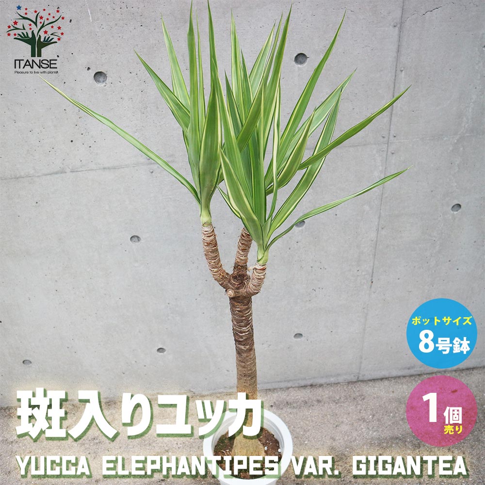 ユッカ 【送料無料】斑入りユッカ (青年の木)【観葉植物 大型 8号 Lサイズ プラスチック鉢・リビングやオフィス向きサイズ／1個売り】事務所 インテリア 大型 おしゃれ オシャレ 育てやすい 御祝 お祝い