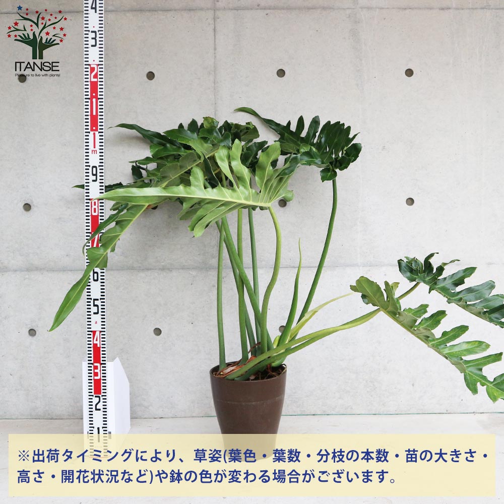 【送料無料】フィロデンドロンボブシー【観葉植物大型8号プラスチック鉢:リビングやオフィス向きサイズ/1個売り】フィロデンフィロデンドロンゴエルディリビングオフィス事務所インテリア小型