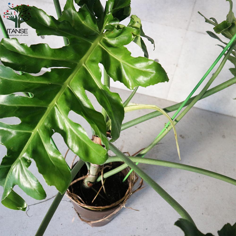 【送料無料】フィロデンドロンボブシー【観葉植物大型8号プラスチック鉢:リビングやオフィス向きサイズ/1個売り】フィロデンフィロデンドロンゴエルディリビングオフィス事務所インテリア小型