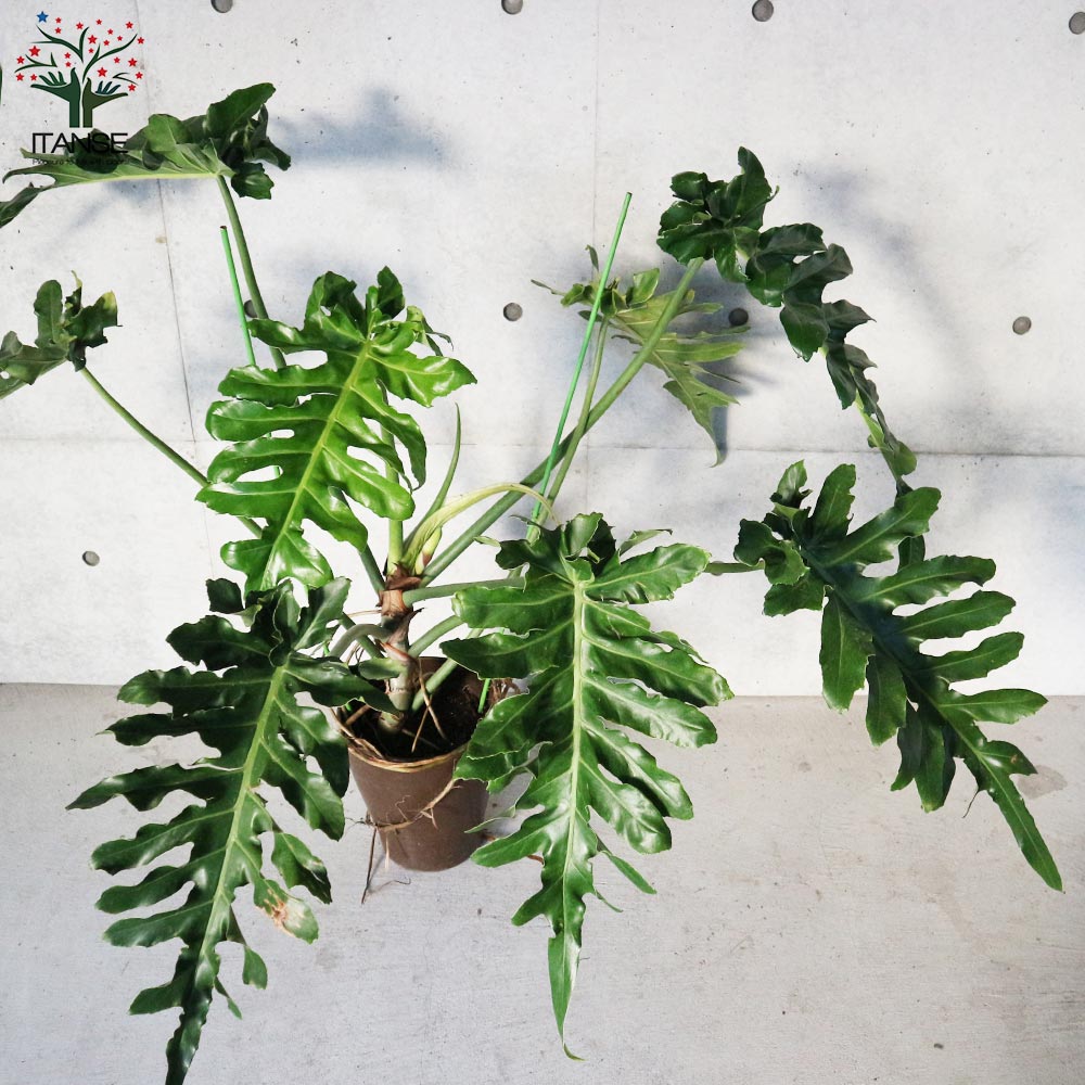 【送料無料】フィロデンドロンボブシー【観葉植物大型8号プラスチック鉢:リビングやオフィス向きサイズ/1個売り】フィロデンフィロデンドロンゴエルディリビングオフィス事務所インテリア小型