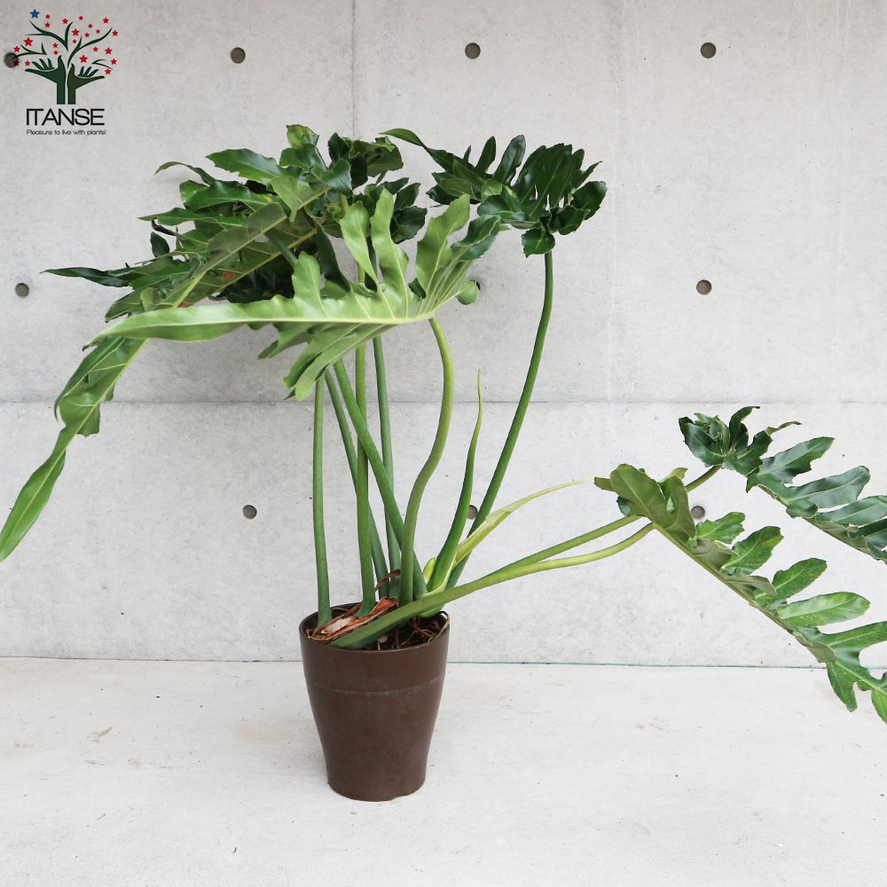 【送料無料】フィロデンドロンボブシー【観葉植物大型8号プラスチック鉢:リビングやオフィス向きサイズ/1個売り】フィロデンフィロデンドロンゴエルディリビングオフィス事務所インテリア小型