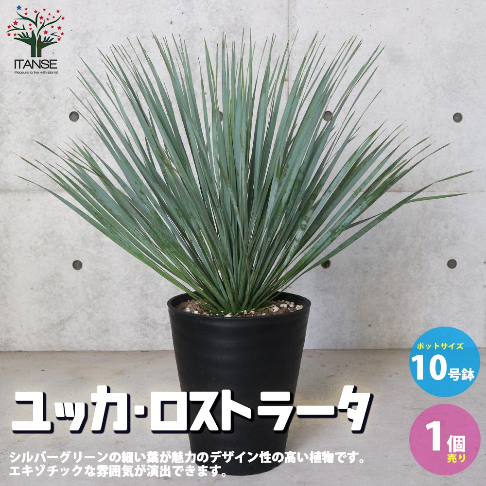 楽天市場】ユッカ ロストラータ 10号の通販 楽天市場】ユッカ ロストラータ 10号の通販
