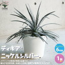 【送料無料】ディッキア ニッケルシルバー【観葉植物 6号鉢 リビングやオフィス向きサイズ／1個売り】Dyckia Nickel silver パイナップル科 ディッキア 贈答 ギフト インテリアグリーン