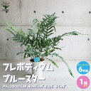 フレボディウム・ブルースター【観葉植物 多肉植物／1個売り】大王裏星 ダイオウウラボシ リビング オフィス 事務所 インテリア