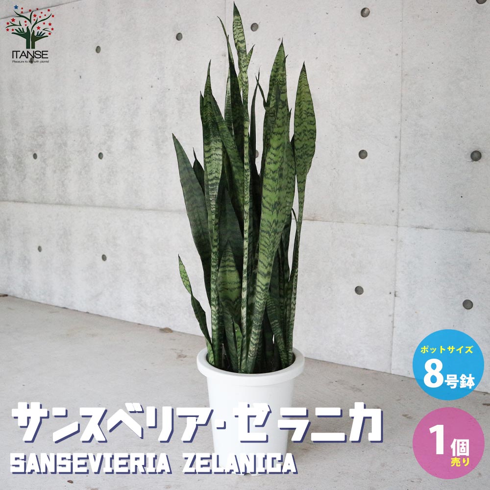 楽天市場】サンスベリア ゼラ ニカ(花・ガーデン・DIY)の通販 楽天市場】サンスベリア ゼラ ニカ(花・ガーデン・DIY)の通販