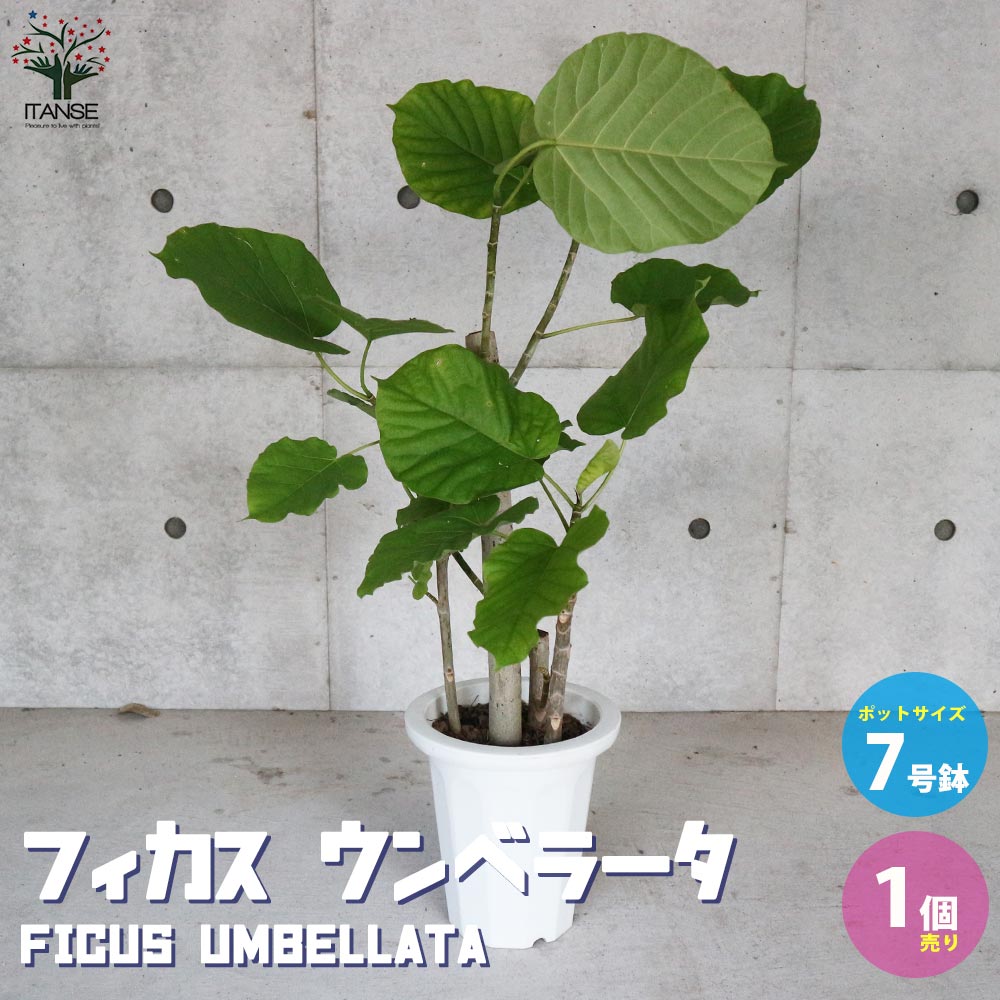 Rakuten - 【マラソン期間★P5倍】フィカス ウンベラータ ゴムの木の仲間 観葉植物 7号プラスチック鉢：リビングやオフィスの窓辺向きサイズ 1個売り リビング オフィス 事務所 インテリア お祝い 新築祝い 引越し祝い 結婚祝い 新生活 送料無料 即納