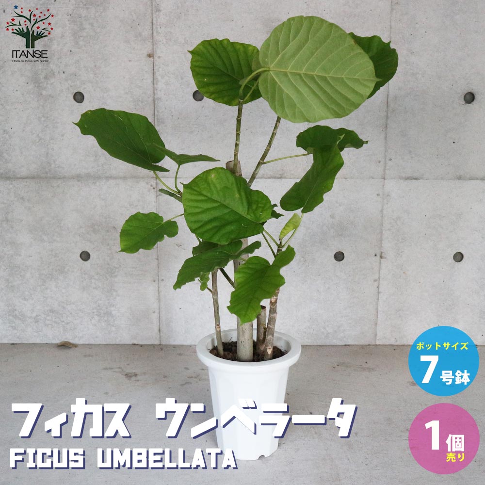 フィカス（ゴム） 【マラソン中★ポイントUP】フィカス ウンベラータ ゴムの木の仲間【観葉植物 7号プラスチック鉢：リビングやオフィスの窓辺向きサイズ／1個売り】リビング オフィス 事務所 インテリア お祝い 新築祝い 引越し祝い 結婚祝い 新生活