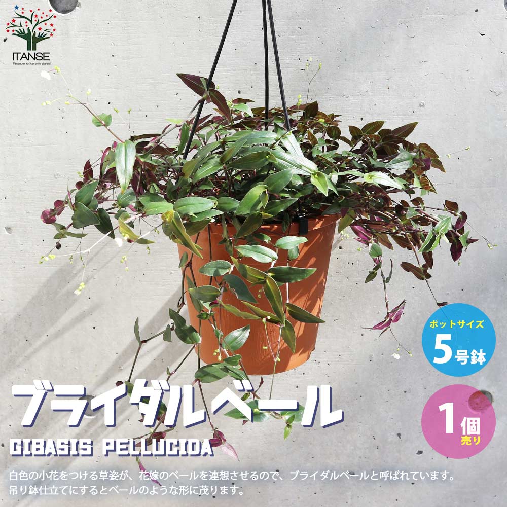 【SS期間★ポイントUP】観葉植物ブライダルベール【観葉植物 5号吊鉢／1個売り】 インテリアグリーン 観葉植物 リビング オフィス 事務所 インテリア