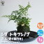 トキワシノブ (受け皿付き)【観葉植物 2号苔玉／1個売り】 インテリアグリーン 観葉植物 リビング オフィス 事務所 インテリア