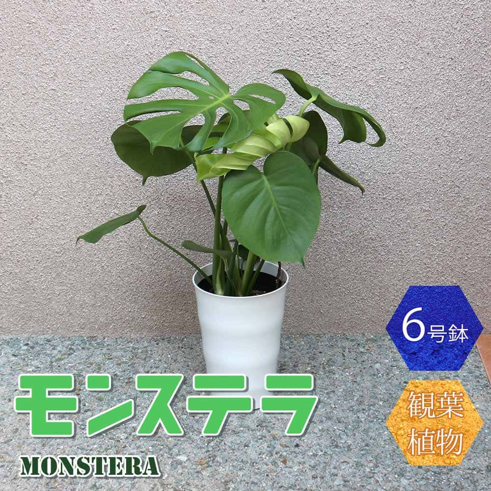 モンステラ 【送料無料】モンステラ プラスチック鉢【中型 観葉植物 6号鉢/1個】リビング オフィス 事務所 インテリア 大型 おしゃれ 初心者 育てやすい ガーデニング 御祝 お祝い 引越し祝い プレゼント 人気 品種 観賞用