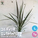 コルディリネ バンクシー エレクトリックスター【観葉植物 5