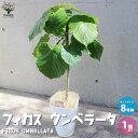 【ポイント2倍★マラソン期間】フィカス ウンベラータ ゴムの木の仲間 観葉植物 大型 8号白角鉢 リビングやオフィスの窓辺向きサイズ 1個売り リビング オフィ...
