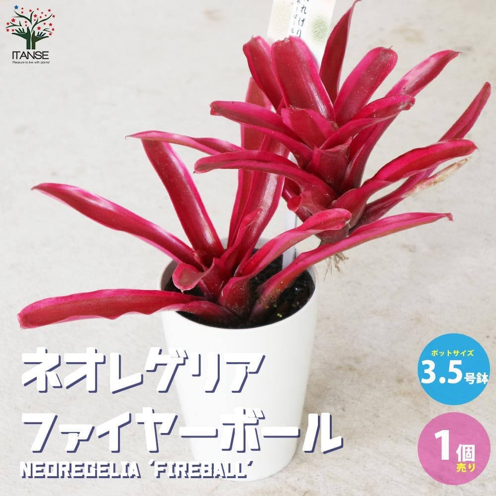 ネオレゲリア・ファイヤーボールファイアーボール Neoregelia Fireball インテリアグリーン